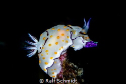 A nudi top on a stone by Ralf Schmidt 